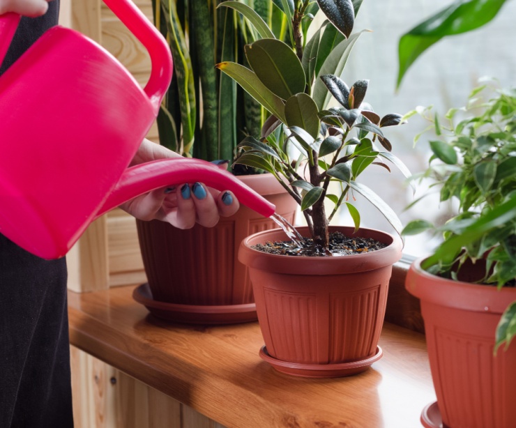 A woman watering indoor plants.