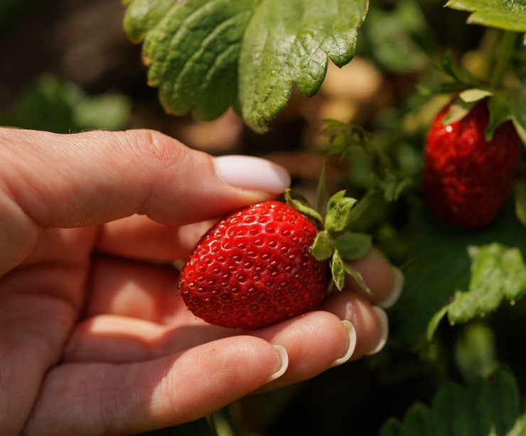 A hand picking strawberries.